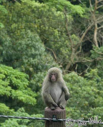 Japan_20080416_204312_822_20.jpg - A monkey, one of the two large mammals found on the island, watches from a post.  Yakushima Japan.