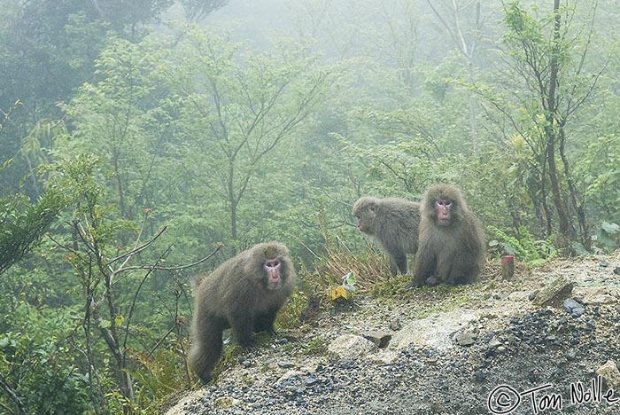 Japan_20080416_205038_837_20.jpg - Macaque monkeys in the mist near the cloud base, on the road to Yakushgi Land, the park area on the island.  Yakushima Japan.