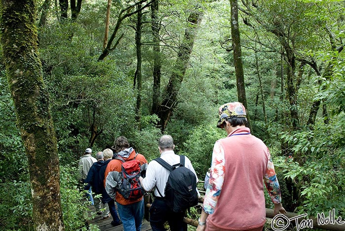 Japan_20080416_212450_841_20.jpg - Amazingly, despite the clouds and mist, it's not raining in the rain forest.  Yakushima Japan.