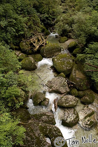 Japan_20080416_212708_844_20.jpg - A small river runs through a deep ravine in the forest of Yakushima Japan.