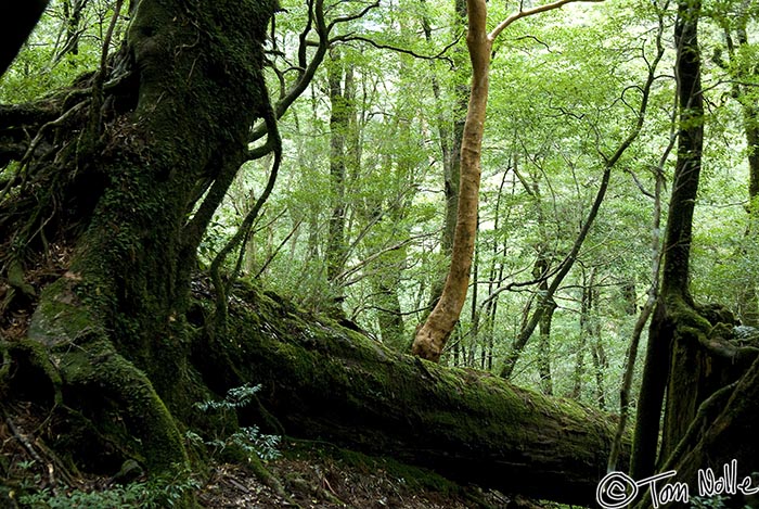 Japan_20080416_212932_852_20.jpg - Old trees, some fallen, and new growth combine in a unique panoply in Yakusugi Land Yakushima Japan.