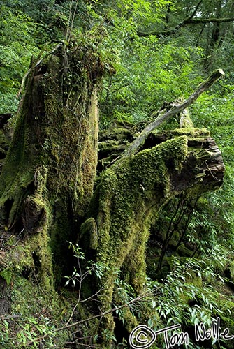 Japan_20080416_213336_859_20.jpg - A stump in Yakusugi Land sprouts moss and plants from its decaying wood.  Yakushima Japan.