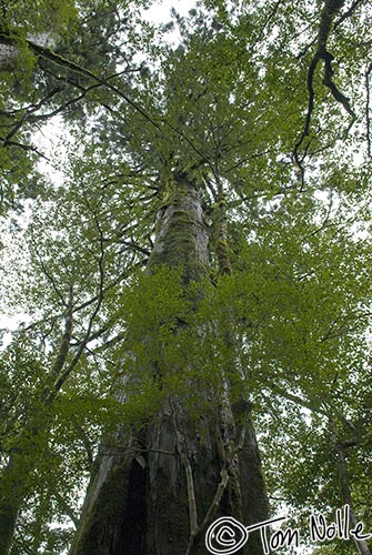 Japan_20080416_213630_860_20.jpg - A tall tree soars from the damp mossy clutter of the mountainside in Yakusugi Land Yakushima Japan.