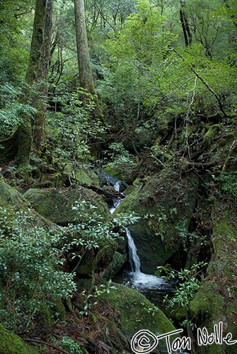 Japan_20080416_214206_863_20.jpg - A small waterfall trickles onto mossy rocks in Yakusugi Land Yakushima Japan.