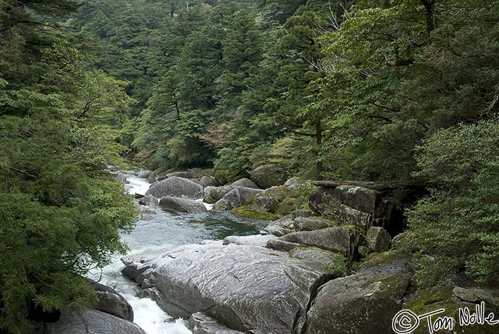 Japan_20080416_214556_866_20.jpg - A river runs through a wooded valley in Yakusugi Land, Yakushima Japan.