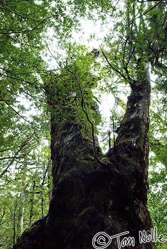 Japan_20080416_215444_875_20.jpg - This cedar is about 1800 years old.  Yakusugi Land Yakushima Japan.