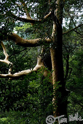 Japan_20080416_220634_886_20.jpg - Lighter, smooth, trees intersperse with dark branches and old cedar in Yakusugi Land Yakushima Japan.