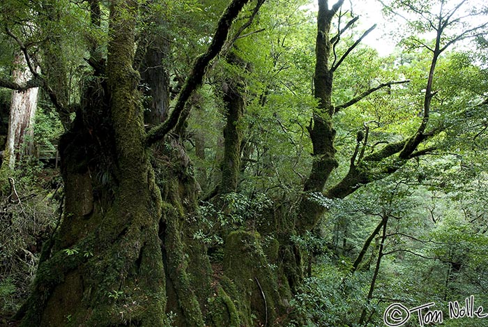 Japan_20080416_222126_899_20.jpg - A mossy bank of mixed earth and cedar stump in Yakusugi Land Yakushima Japan.