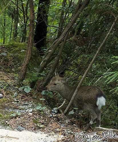 Japan_20080416_224006_941_20.jpg - A small and shy species of deer inhabit the cedar forests of Yakushima Japan.