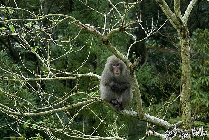 Japan_20080416_230250_965_20.jpg - An island macaque huddles in a tree as the cloud cover drops in Yakushima Japan.