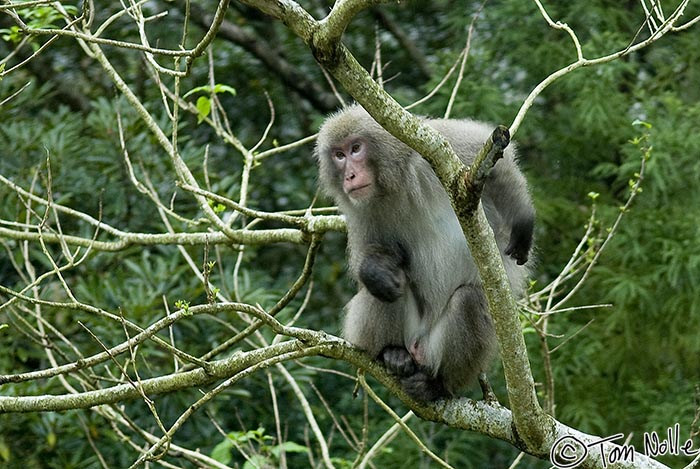 Japan_20080416_230306_974_20.jpg - A macaque in a tree in Yakusugi Land Yakushima Japan.