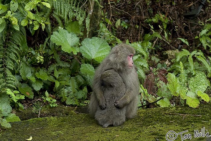 Japan_20080416_230522_989_20.jpg - Among macaques, that is.  Yakushima Japan.