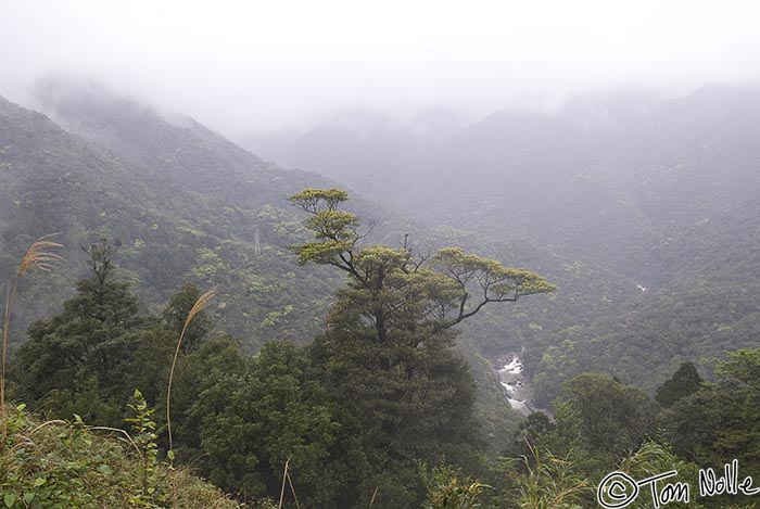 Japan_20080416_230832_015_20.jpg - A valley filled with clouds is a counterpoint to a nearby tree in Yakushima Japan.