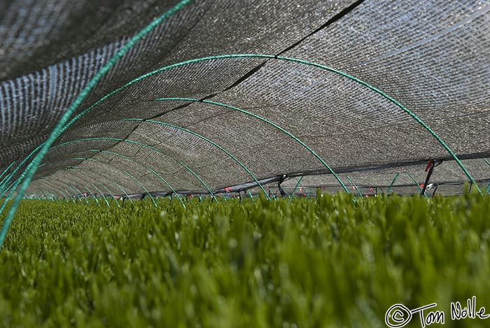 Japan_20080417_202050_047_20.jpg - If you're premium tea, this is what you see; it's grown under cover to enhance flavor.  Kagoshima Japan.