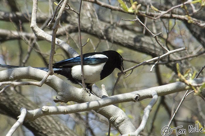 Japan_20080419_210228_569_2X.jpg - The wings of this magpie seem to flash iridescent blue.  Bulguksa temple Kyongju South Korea