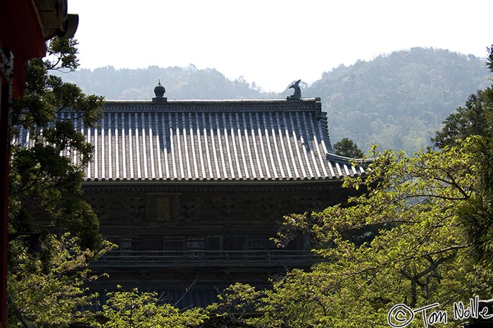 Japan_20080420_204324_726_2X.jpg - Morning sun lights the roof of one of the temple buildings at Tokoji Hagi, Japan