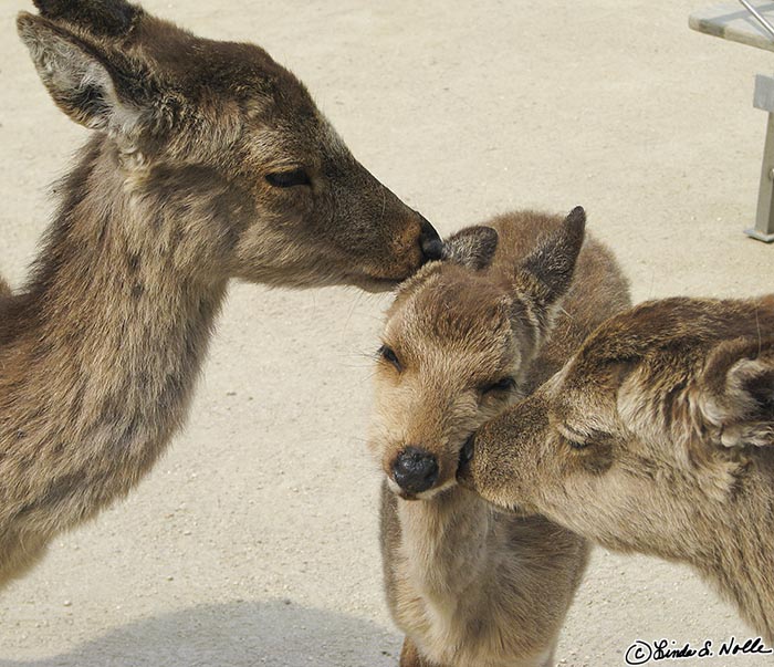 Japan_20080421_201648_379_S.jpg - Three deer nuzzle in Miyajima, Japan.