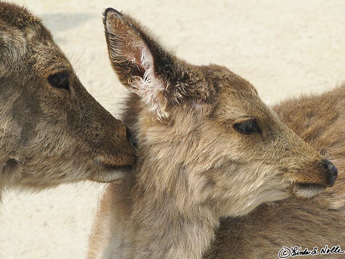 Japan_20080421_201734_381_S.jpg - A doe and fawn in Miyajima, Japan.