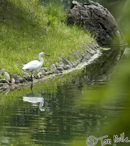 Japan_20080422_204356_130_2X.jpg - A snowy egret fishes in a pond in Ritsurin Park Takamatsu, Japan.