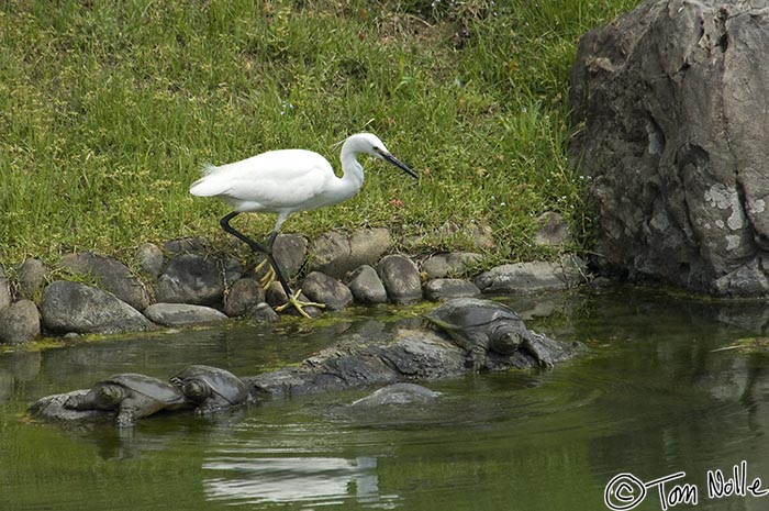 Japan_20080422_204444_136_2X.jpg - The snowy egret here is probably in more danger from the snapping turtles than the other way around.  Ritsurin Park Takamatsu, Japan.