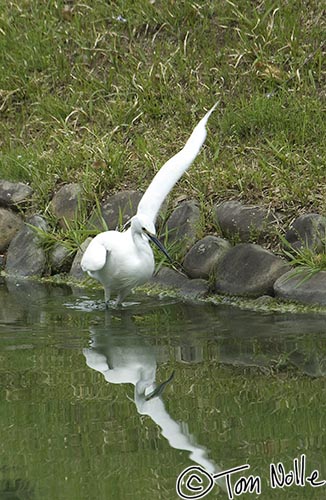 Japan_20080422_205014_166_2X.jpg - This snowy egret seems to be using a turn signal.  Ritsurin Park Takamatsu, Japan.