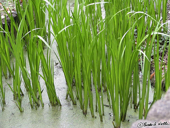 Japan_20080425_005650_397_S.jpg - Reeds stick up from an algae-covered patch of water in Kiyosumi Gardens Tokyo, Japan.