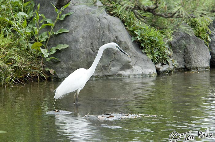 Japan_20080425_194334_459_2X.jpg - A snowy egret looks for fish in a pond in Hibiya Park Tokyo, Japan.