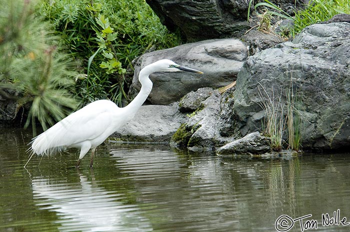 Japan_20080425_194526_486_2X.jpg - A snowy egret pulls its long neck into an impossible S-curve in Hibiya Park Tokyo, Japan.