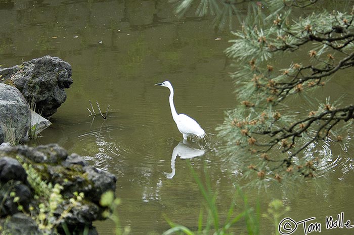 Japan_20080425_194708_519_2X.jpg - A snowy egret wades in a widening ring of ripples in Hibiya Park Tokyo, Japan.