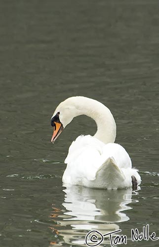 Japan_20080425_201450_549_2X.jpg - A mute swan swims coyly in the moat surrounding the Imperial Palace Tokyo, Japan.