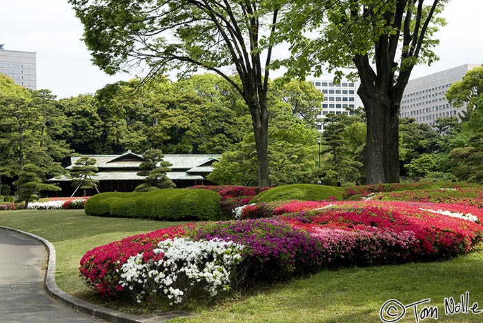 Japan_20080425_205158_354_20.jpg - A beautiful sweep of blossoms inside the East Garden of the Imperial Palace Tokyo, Japan.