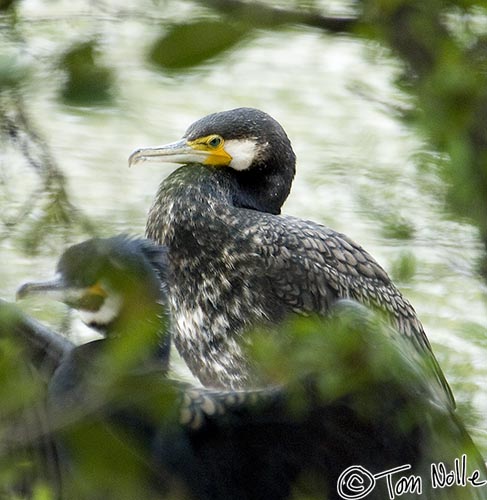 Japan_20080425_214418_615_2X.jpg - A cormorant is partially veiled by foliage near the Imperial Palace Tokyo, Japan.