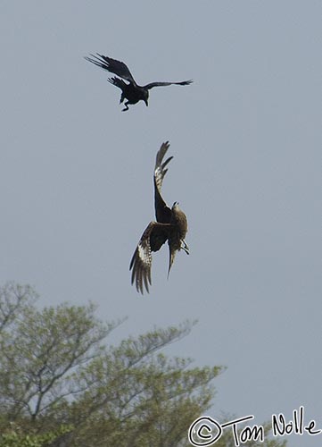 Japan_20080427_020900_939_2X.jpg - A crow, likely protecting a nest, attacks a kite, a common Japanese raptor.  The kite has wheeled vertical to face the assult. Lake Ashi, Hakone Japan