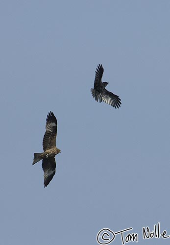 Japan_20080427_020958_968_2X.jpg - The kite now chases the crow, showing that it's smart to be cautious with raptors.  Lake Ashi, Hakone Japan