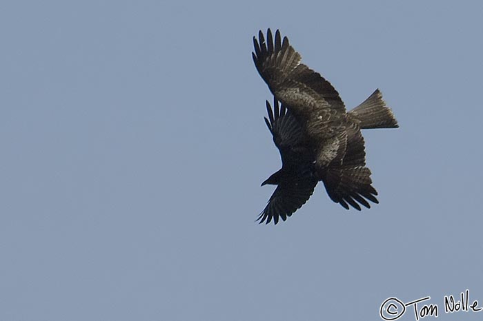 Japan_20080427_021000_969_2X.jpg - The crow and kite almost collide as they spar above Lake Ashi, Hakone Japan