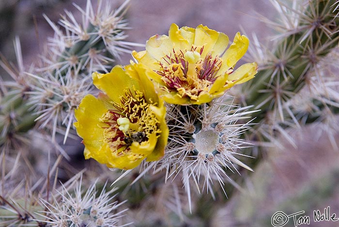 Canyonlands_20080524_212228_565_20.jpg - A cactus flower blooms as night approaches in northwestern Arizona.