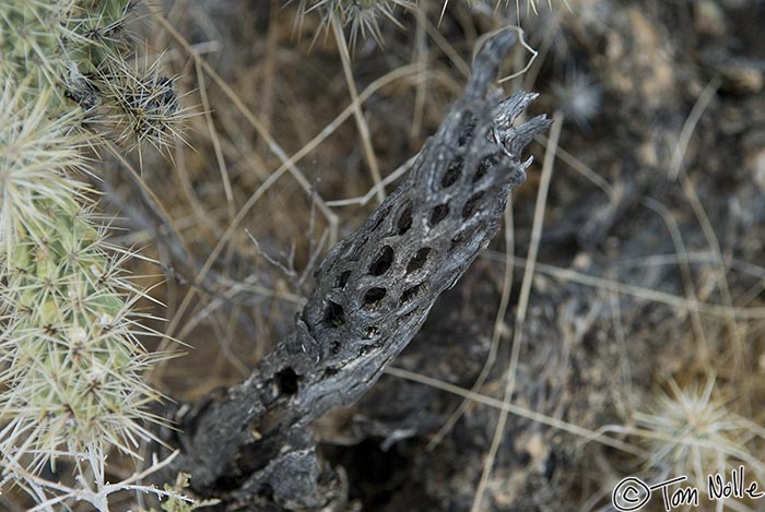 Canyonlands_20080524_212722_571_20.jpg - The remains of a dried plant in the desert of northwest Arizona almost look like they've been burned, but they have not.