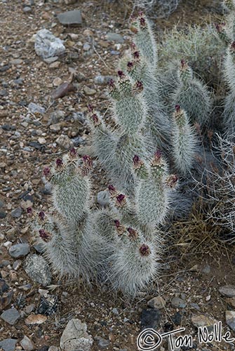 Canyonlands_20080524_212918_575_20.jpg - A variety of prickly pear cactus in northwest Arizona.