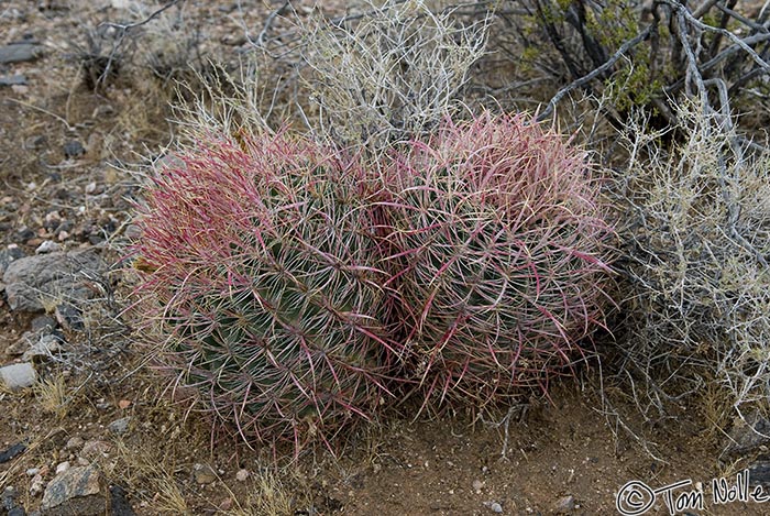 Canyonlands_20080524_213132_576_20.jpg - The cactus variety, we mean.  The desert of northwest Arizona.