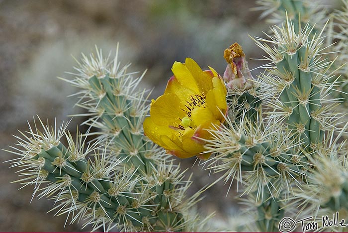 Canyonlands_20080524_213842_583_20.jpg - A short desert shower leaves a few raindrops on the petal of this cactus flower.  Northwest Arizona.