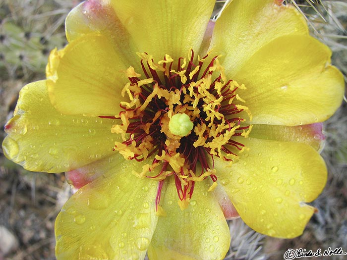 Canyonlands_20080524_215052_408_S.jpg - A bright flower is dappled with spots of water from a recent shower.  Southwest Utah.