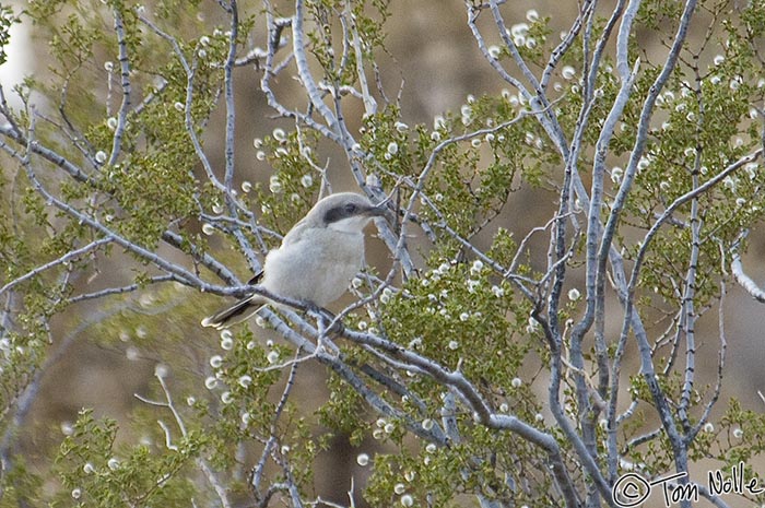 Canyonlands_20080524_221034_045_2X.jpg - A loggerhead shrike looks for some feasible prey in a Joshua Tree forest in northwest Arizona.