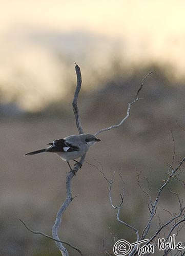 Canyonlands_20080524_221042_047_2X.jpg - A loggerhead shrike prepares to fly, presumably looking for insects as the sun sets in northwestern Arizona.