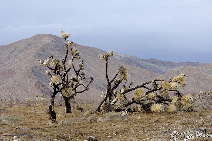 Canyonlands_20080524_221148_051_2X.jpg - The dried husks of dead Joshua Trees mix with live vegetation in northwest Arizona.