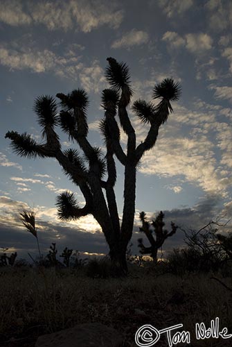 Canyonlands_20080524_222222_603_20.jpg - A pair of Joshua Trees are silhouetted against the darkening sky of sunset in northwest Arizona.