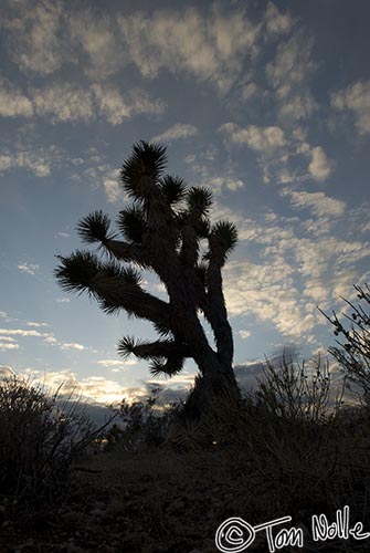 Canyonlands_20080524_222334_604_20.jpg - A lone Joshua Tree against the evening sky in northwest Arizona.