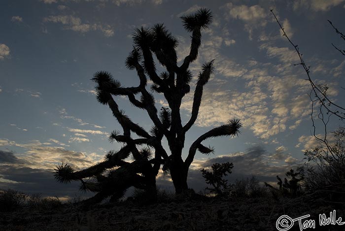 Canyonlands_20080524_222430_605_20.jpg - A spreading Joshua Tree against the evening sky in northwest Arizona.