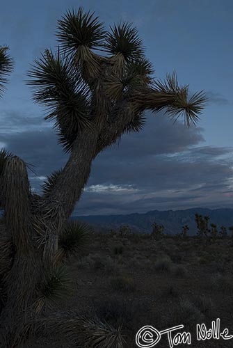 Canyonlands_20080524_223444_609_20.jpg - The branches of this Joshua Tree seem to be pointing at sunset.  Northwest Arizona.