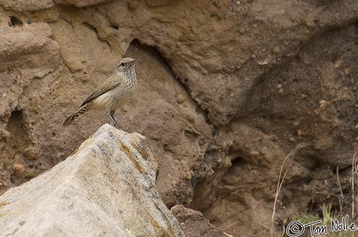 Canyonlands_20080525_124930_119_2X.jpg - A cactus wren perches on a rock in St. George Utah.