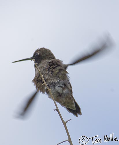 Canyonlands_20080525_130328_189_2X.jpg - A black-chinned hummingbird takes off from a thorny bush in St. George Utah.